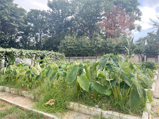 种植区