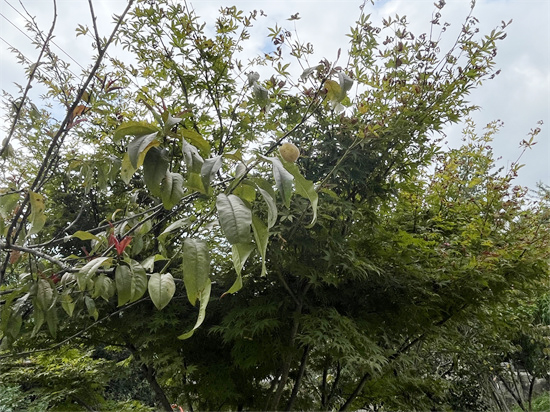 种植区