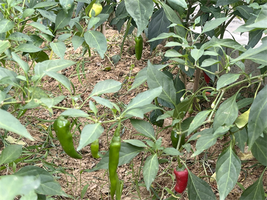 种植区